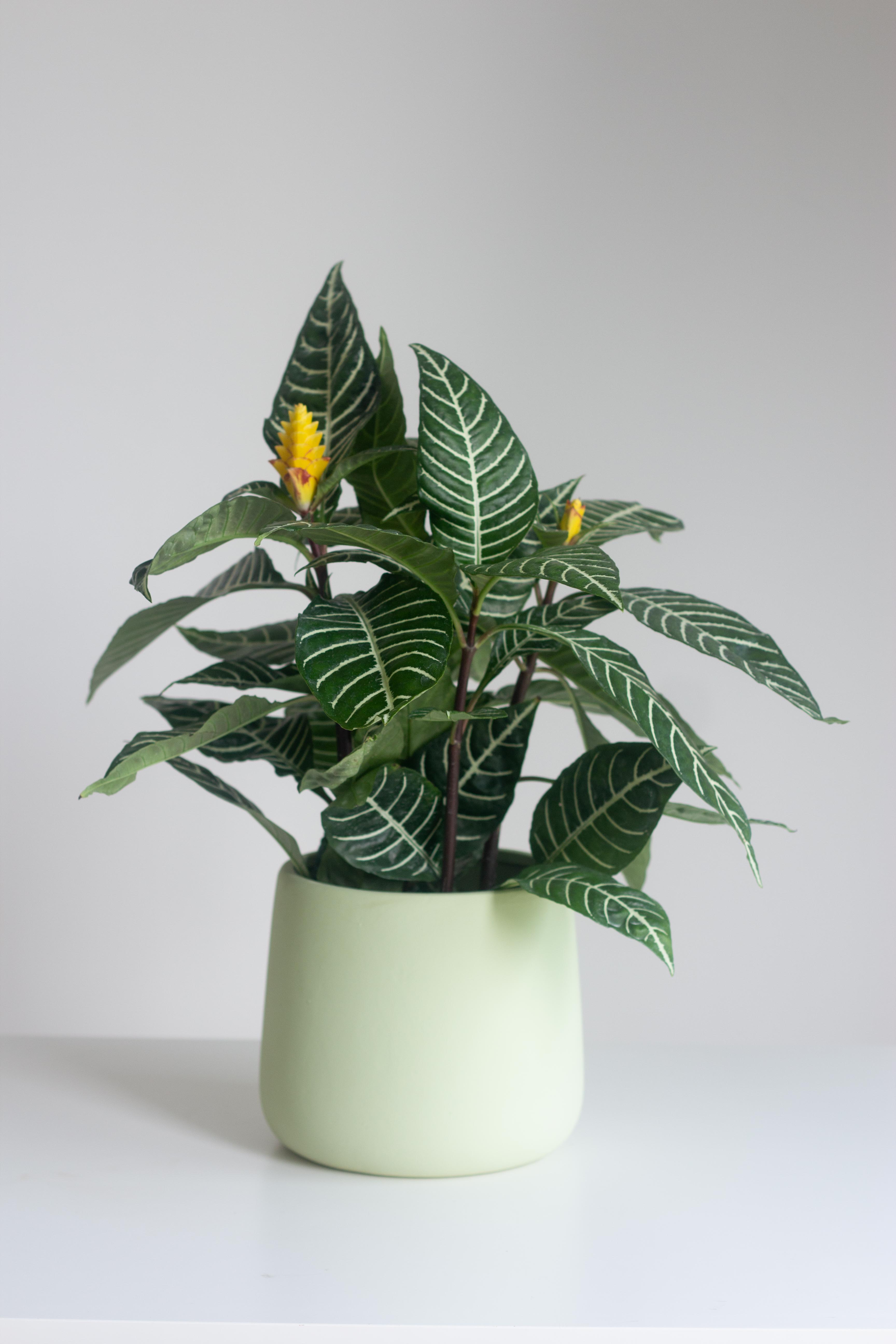 Zebra Plant – Bloomspace