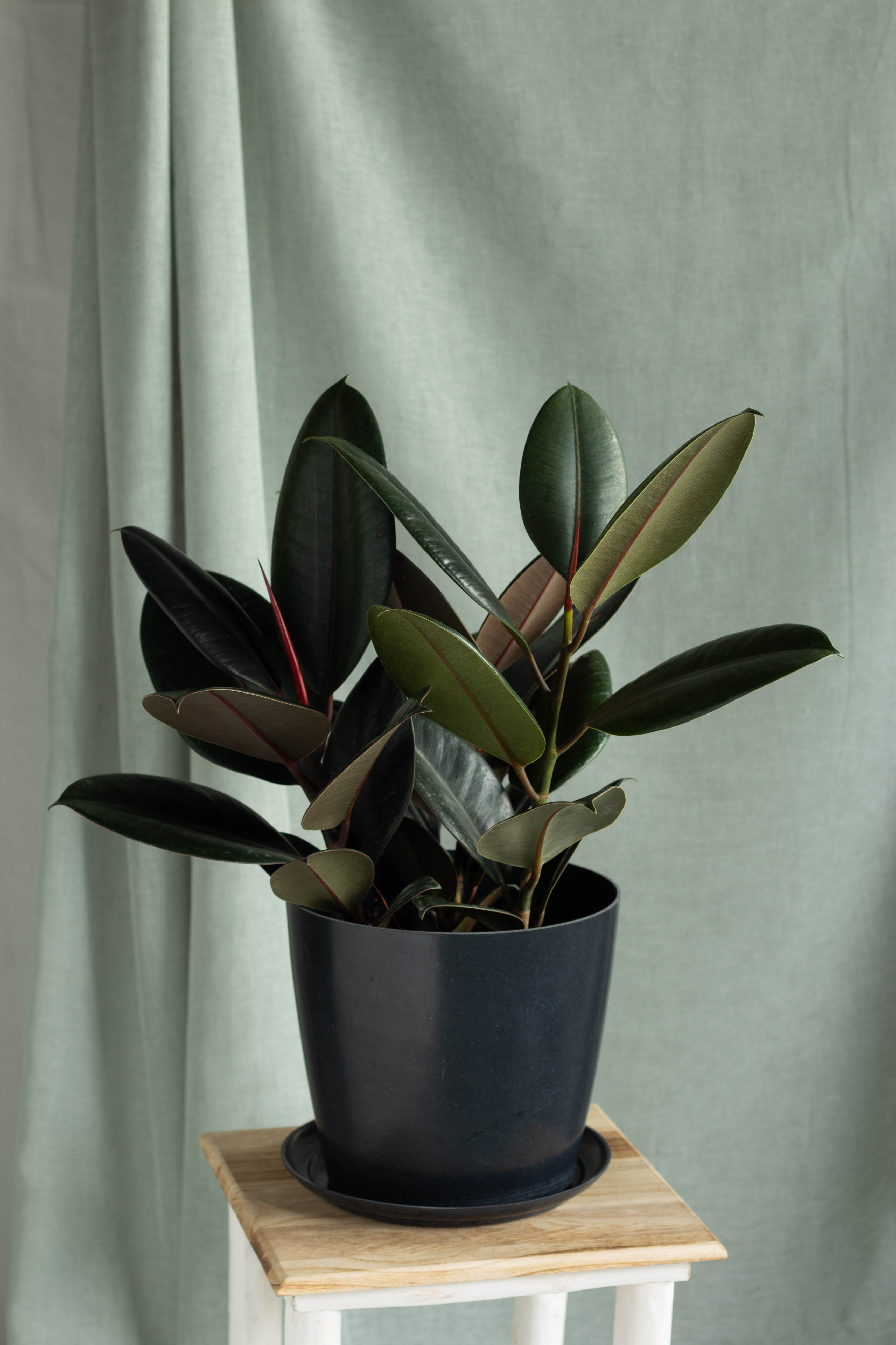 Chroma® Chloe - Rubber Plant - Ficus elastica