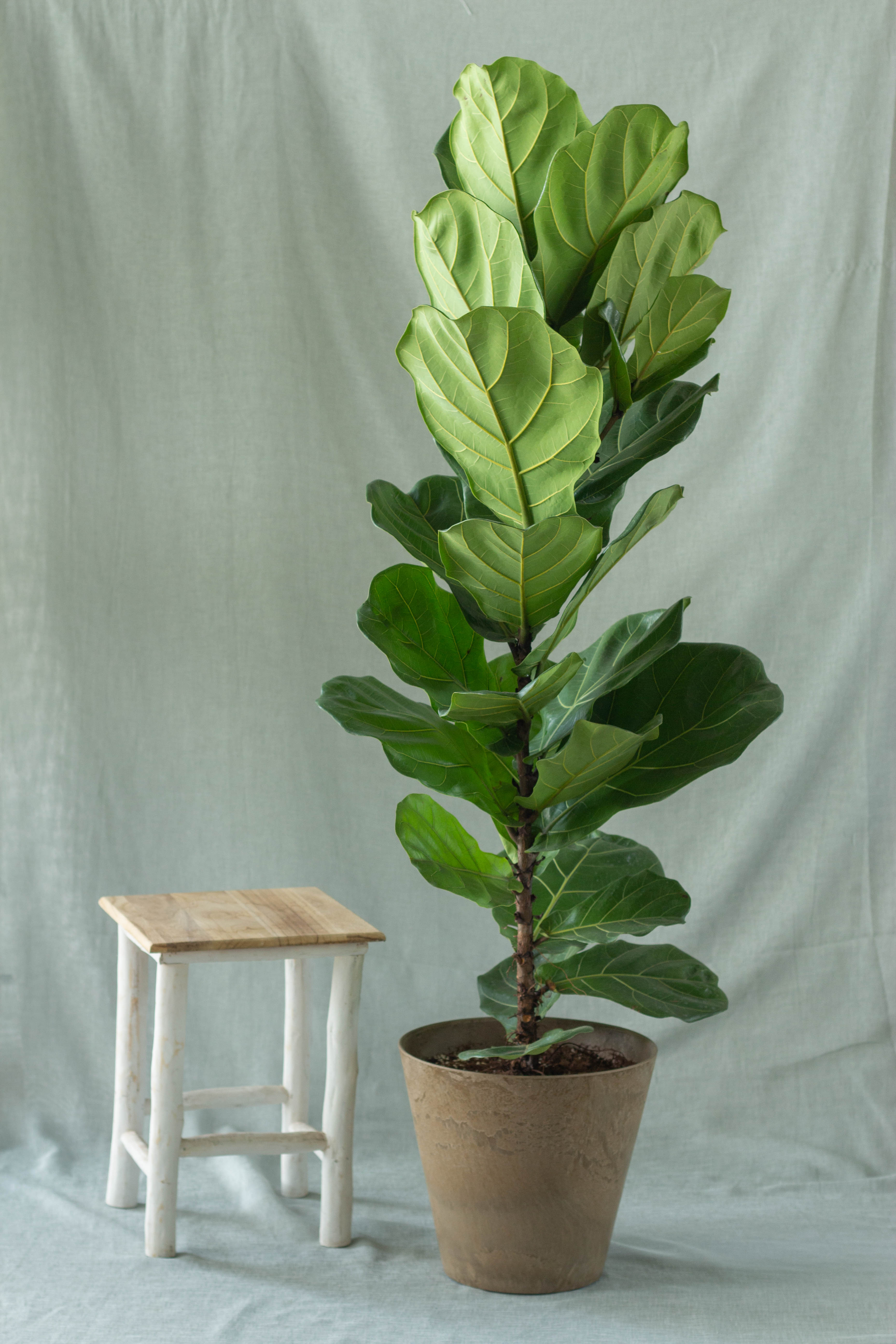 Fiddle Leaf Fig – Bloomspace