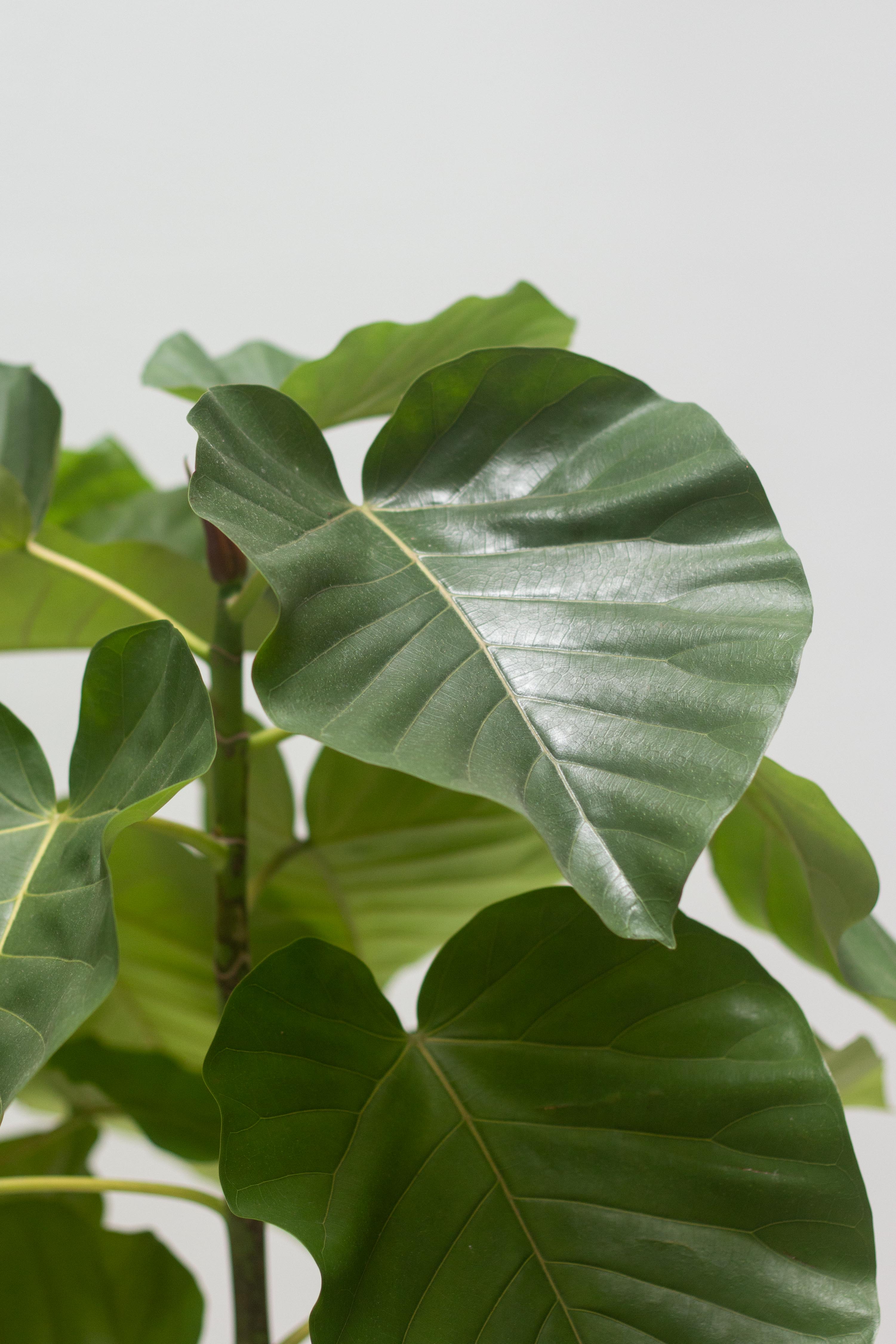 Ficus Umbellata – Bloomspace