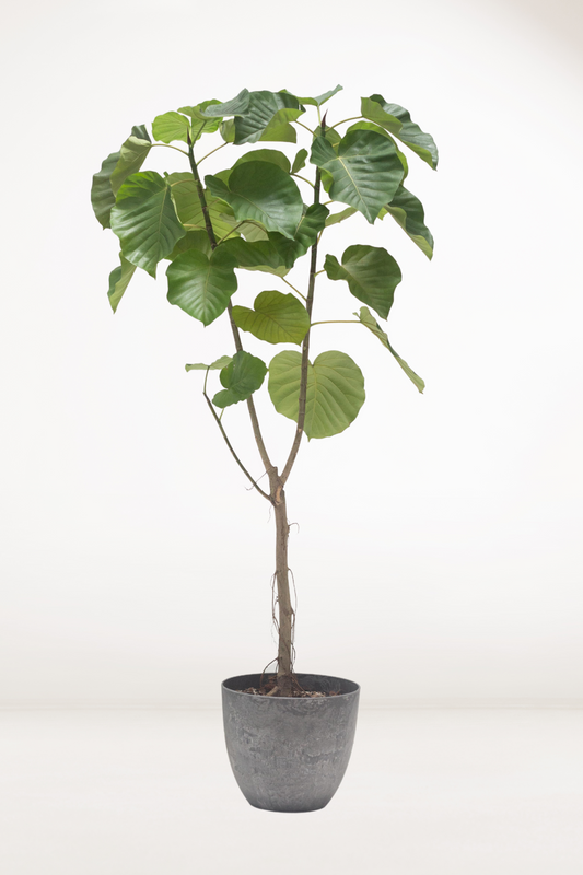 Ficus Umbellata