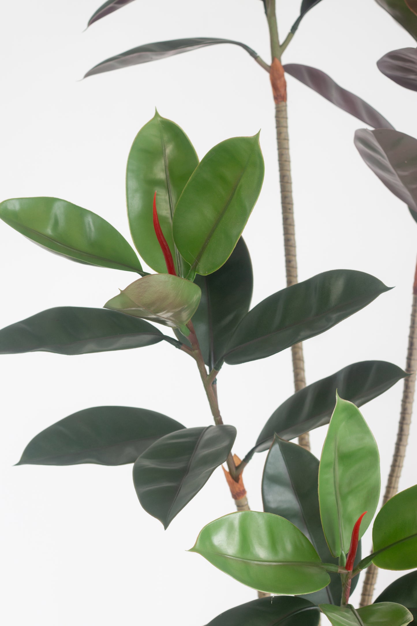 Faux Ficus Elastica