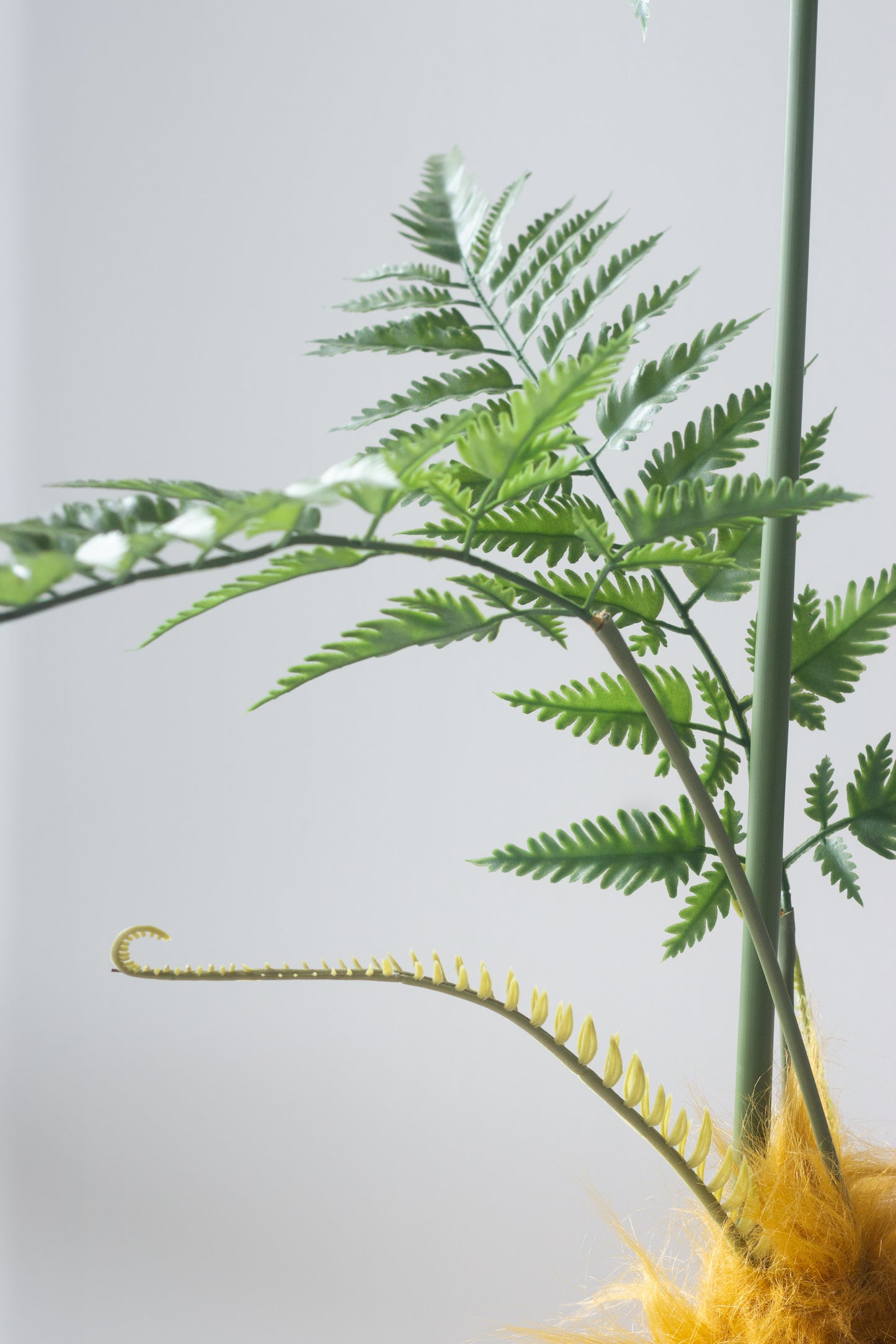 Faux Golden Monkey Fern