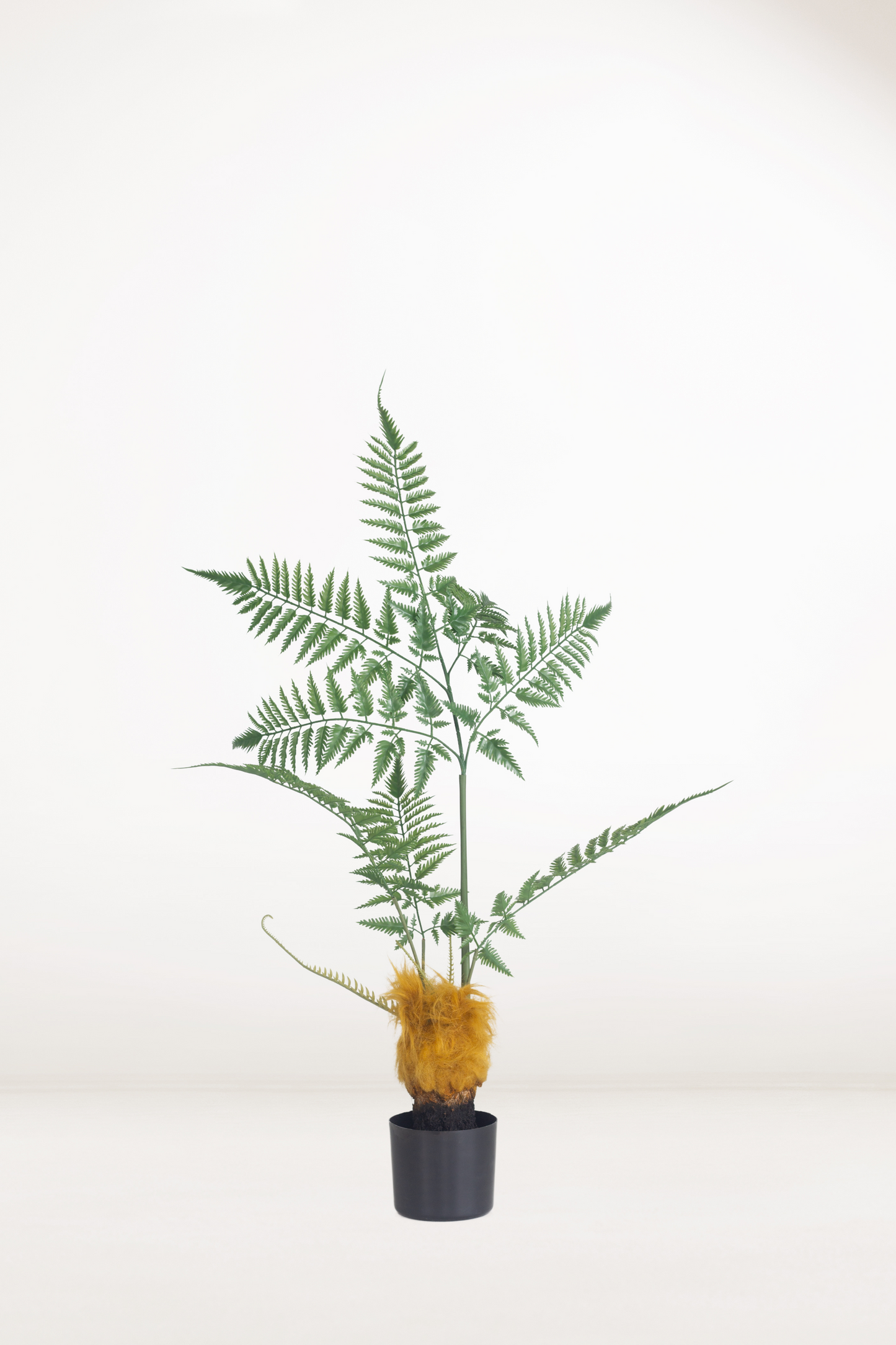 Faux Golden Monkey Fern