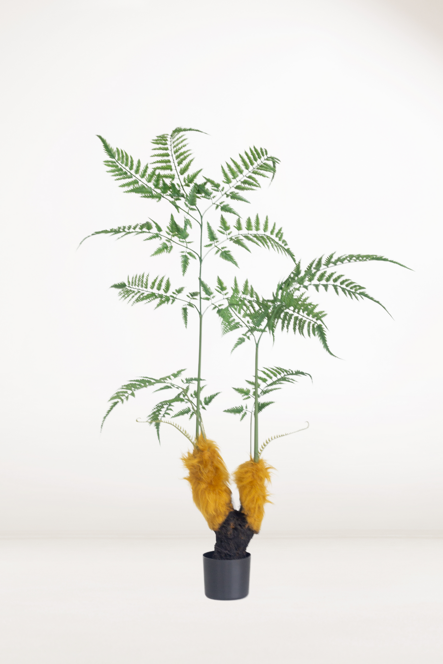 Faux Golden Monkey Fern