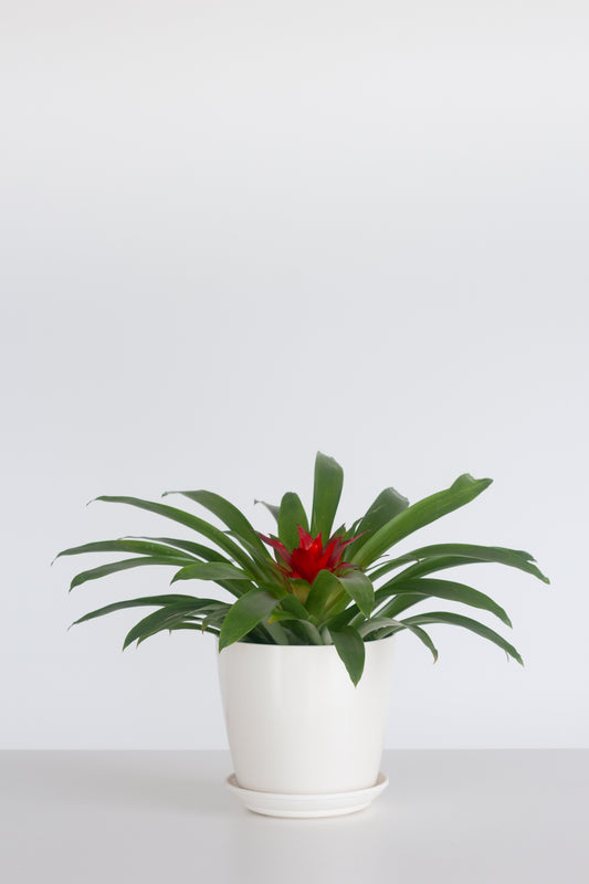 Guzmania Red