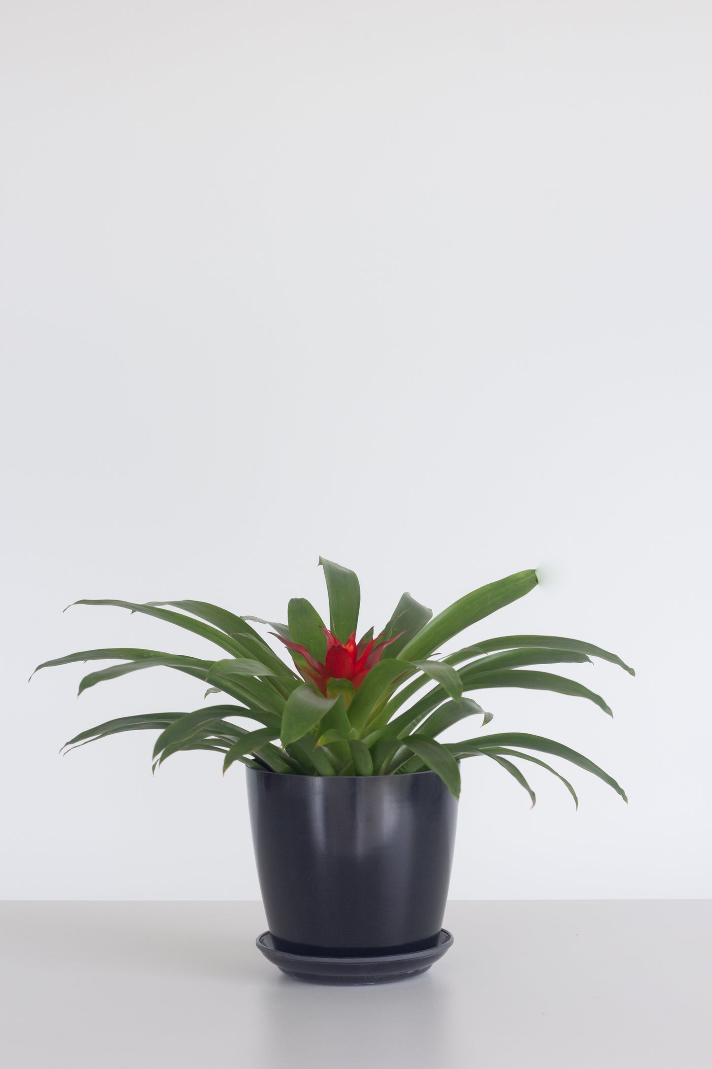 Guzmania Red