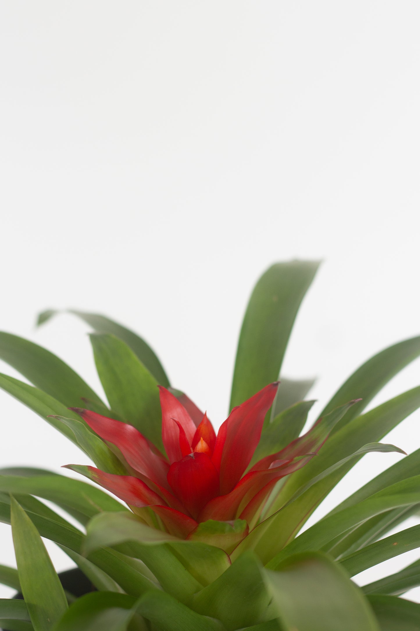 Guzmania Red