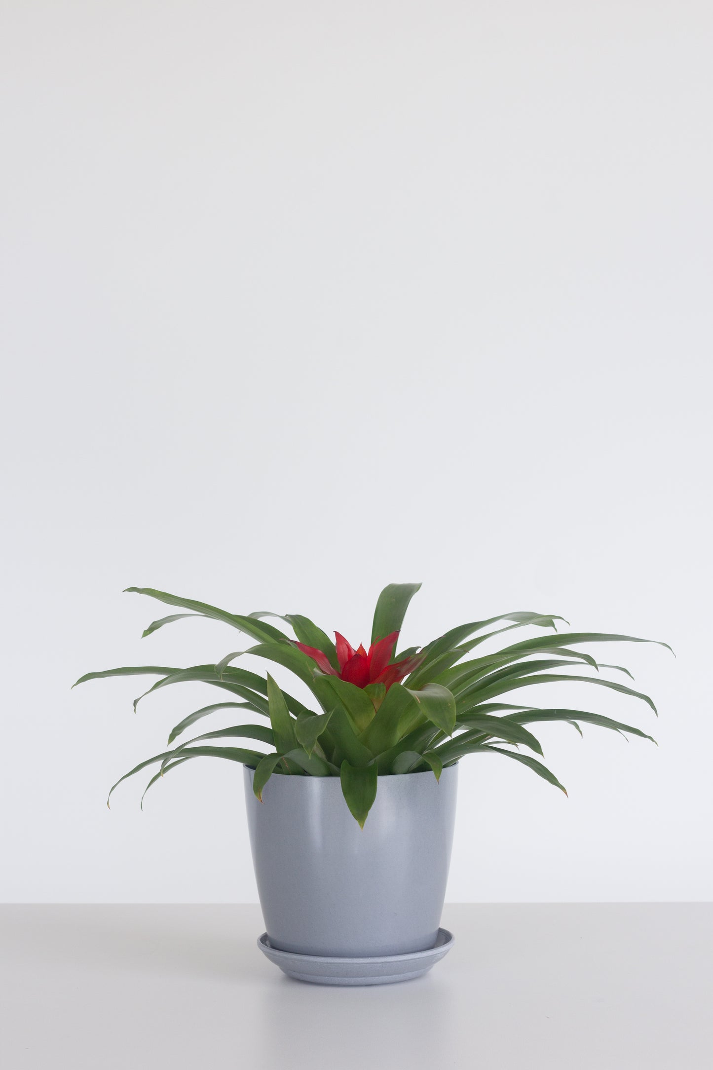 Guzmania Red