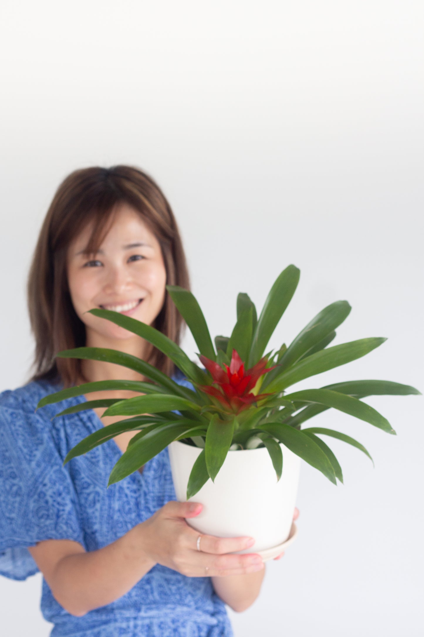 Guzmania Red