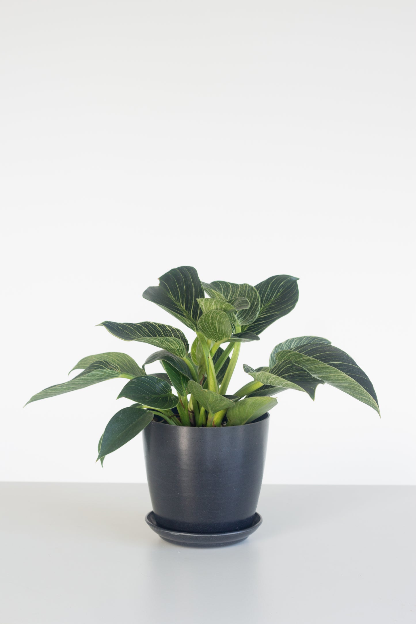 Philodendron Birkin