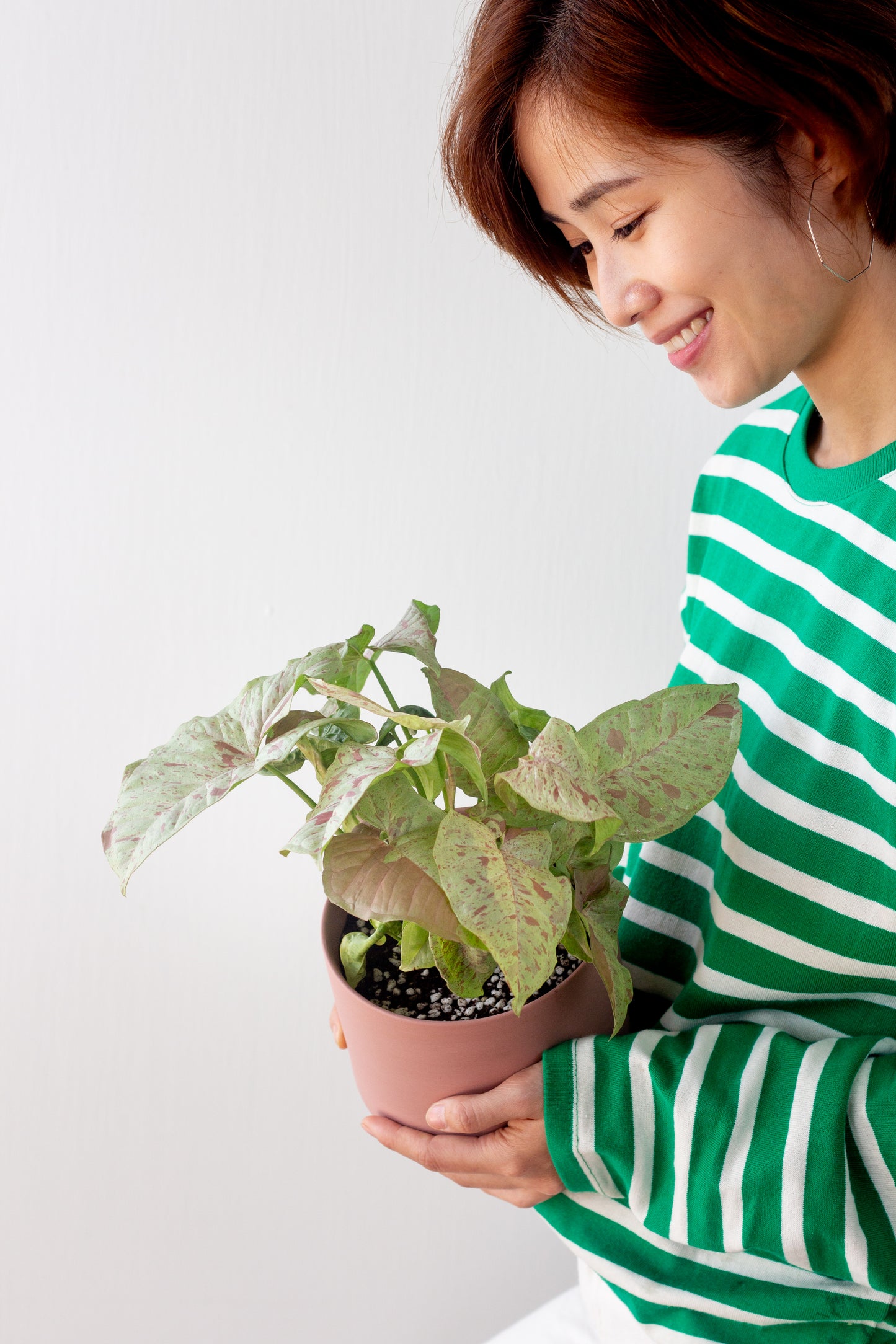 Syngonium Milk Confetti