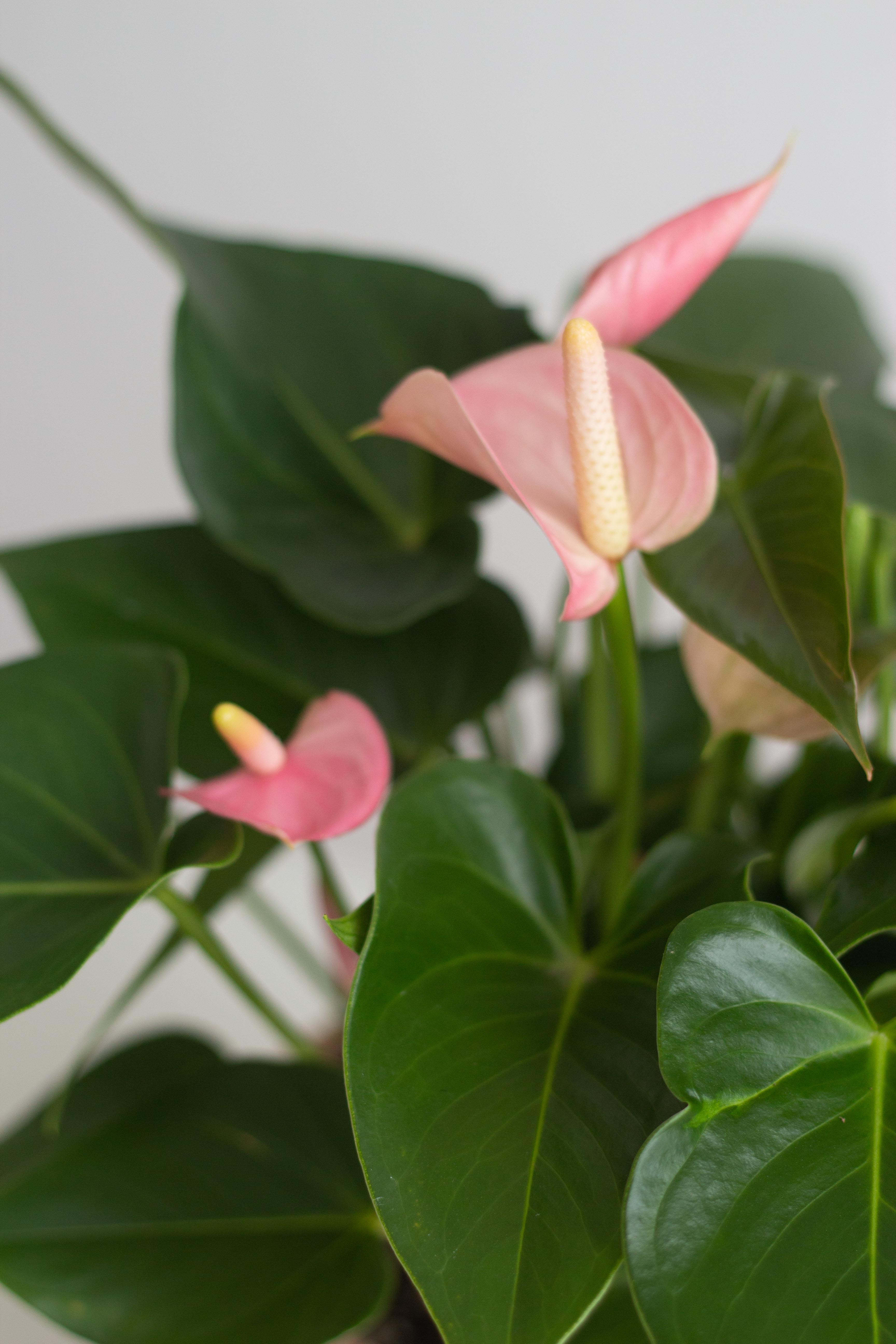 Anthurium Pink – Bloomspace