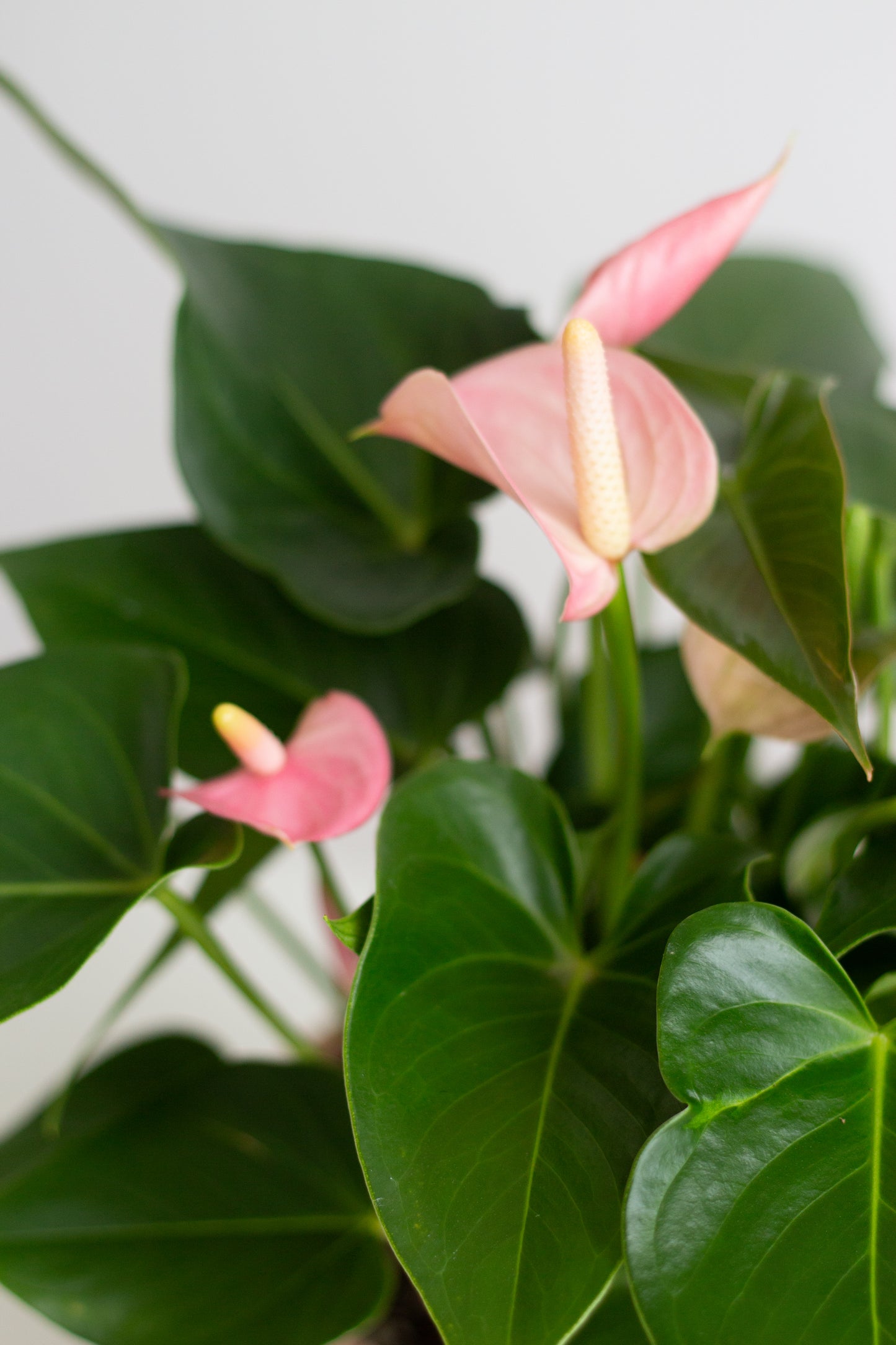 Anthurium Pink