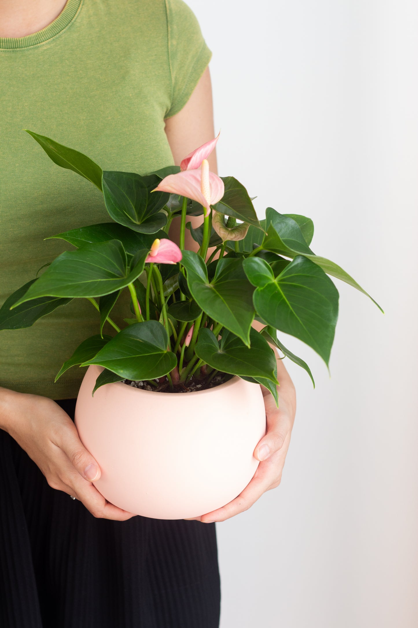 Anthurium Pink