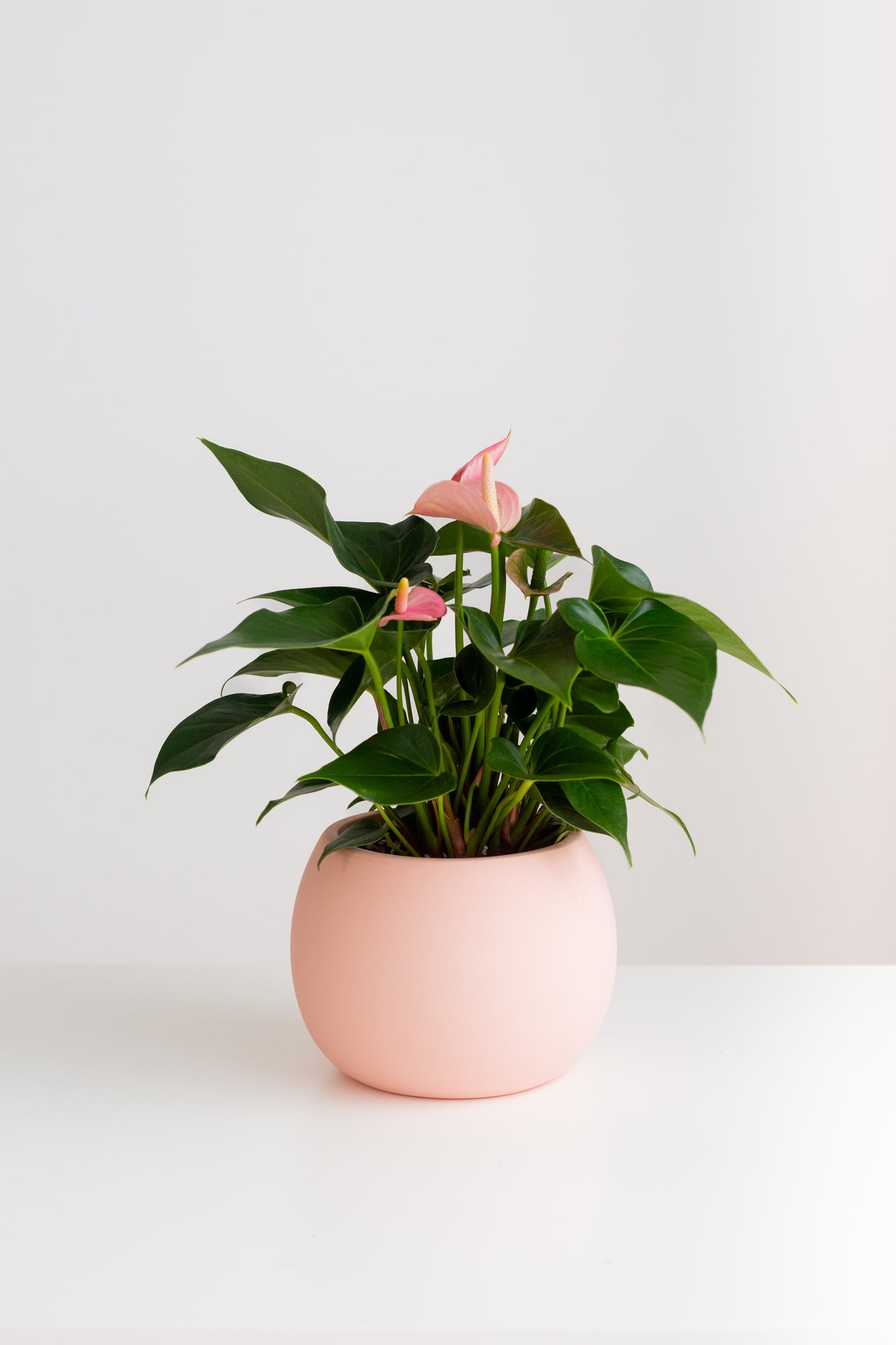 Anthurium Pink