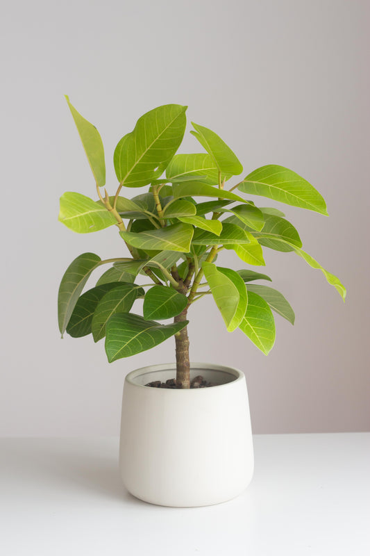 Ficus Altissima