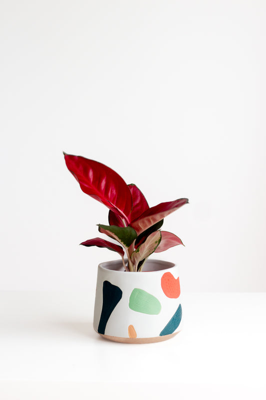 Aglaonema Red