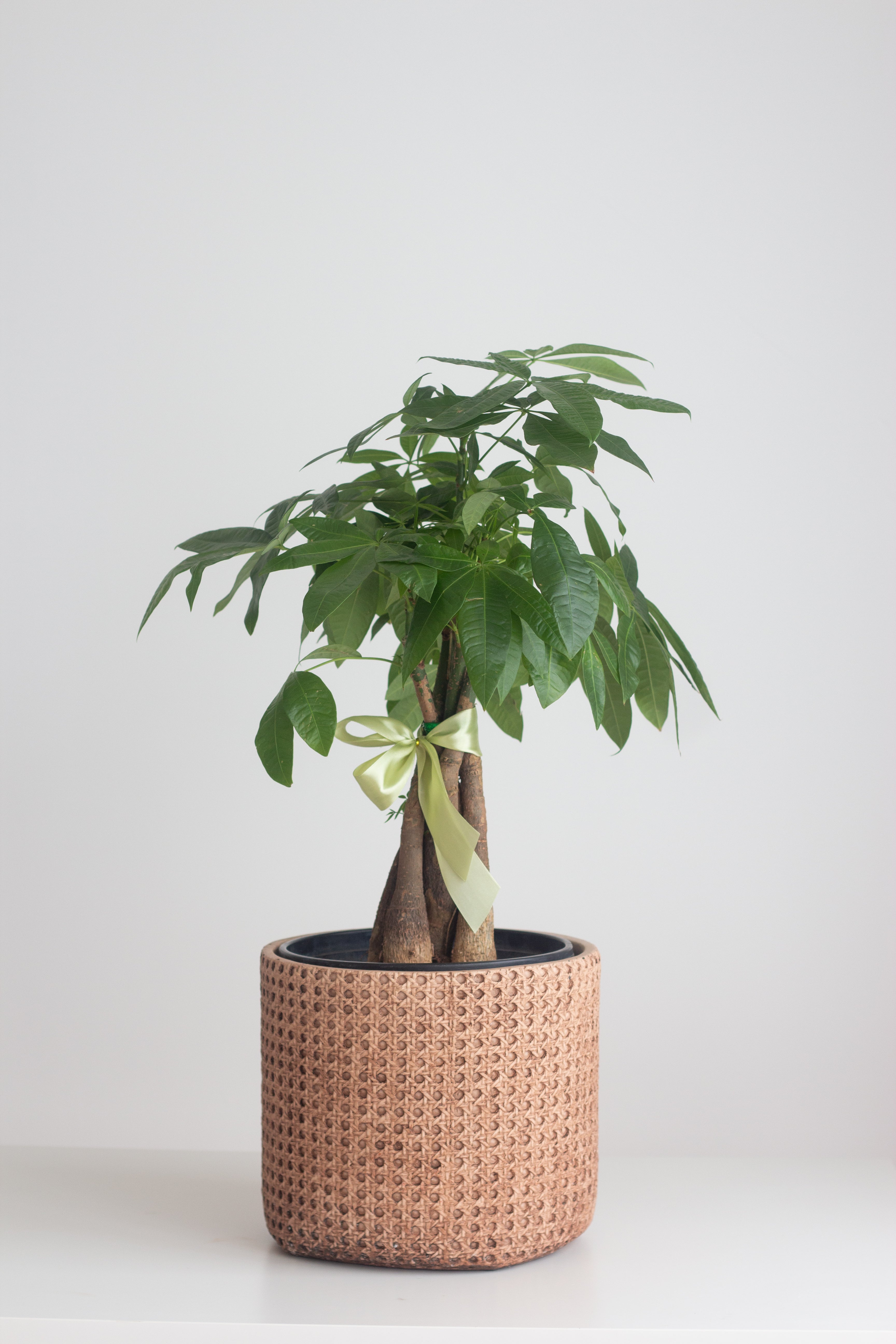 Braided Money Tree – Bloomspace