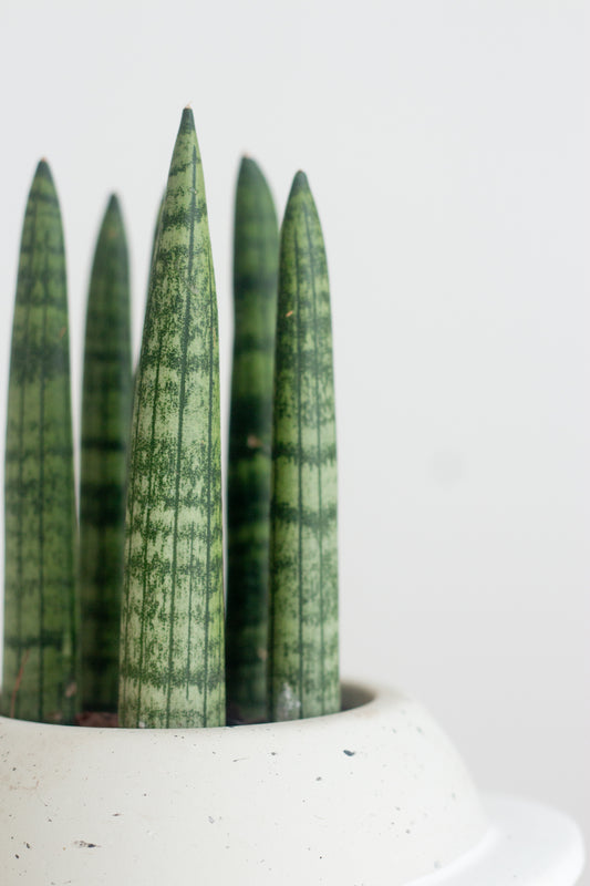 Sansevieria Cylindrica