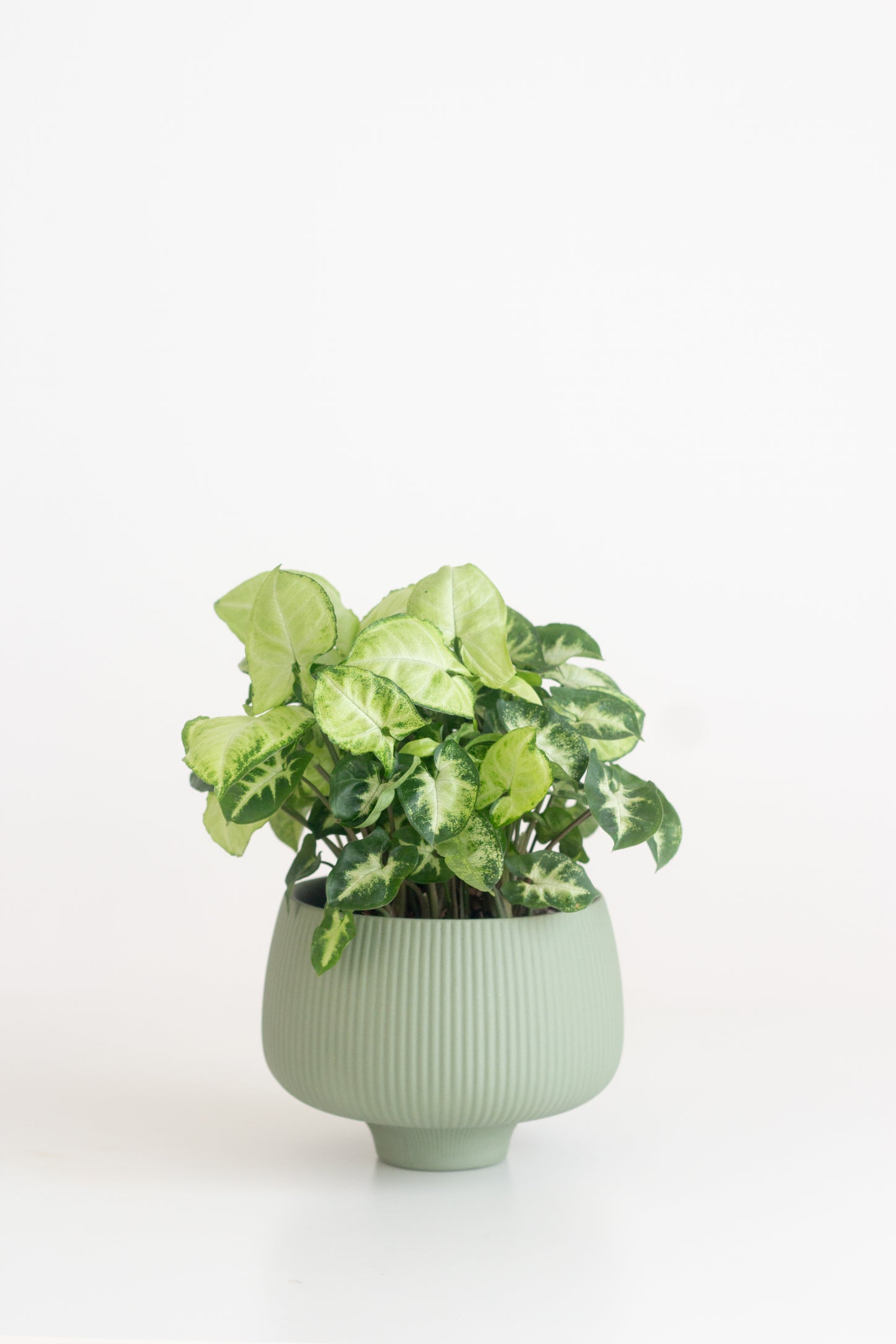 Syngonium Green