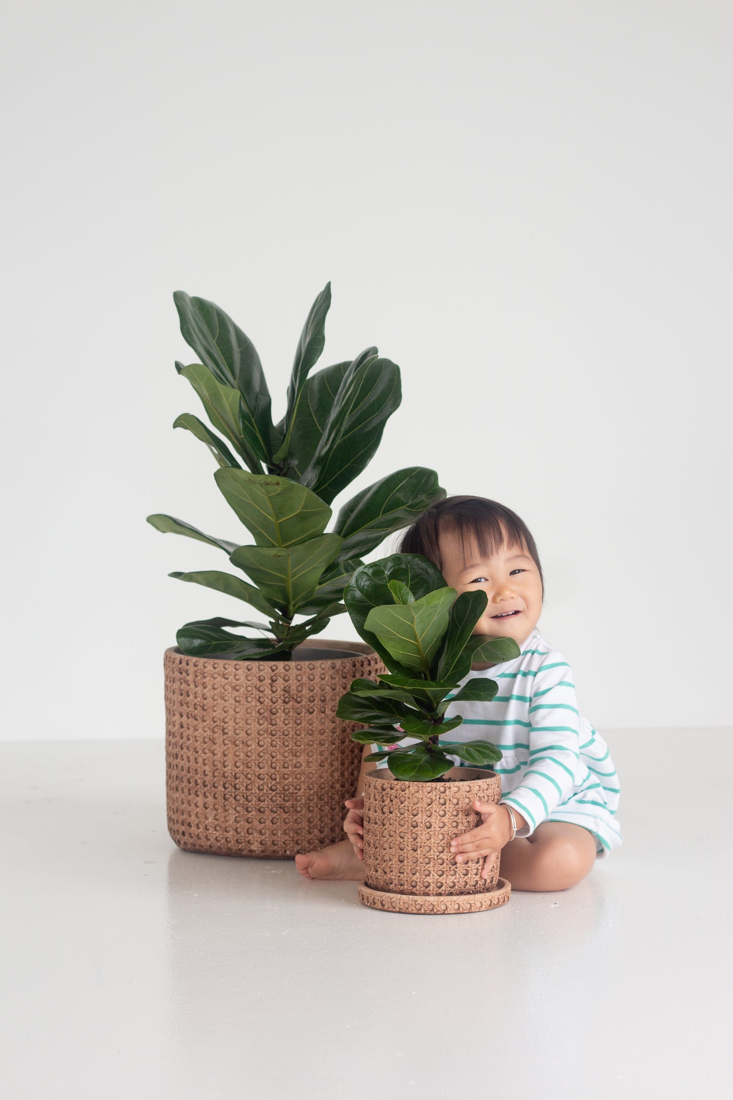 Fiddle Leaf Fig