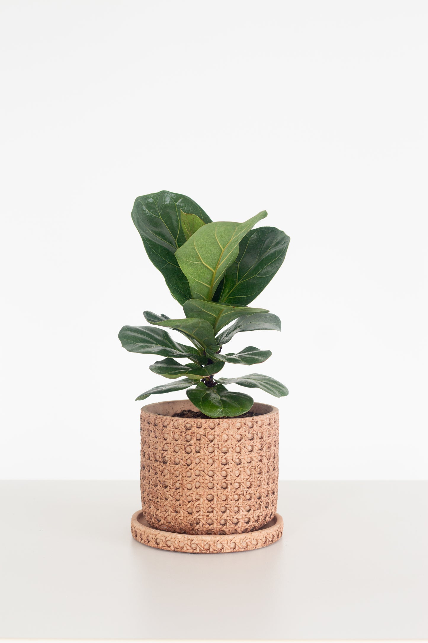 Fiddle Leaf Fig