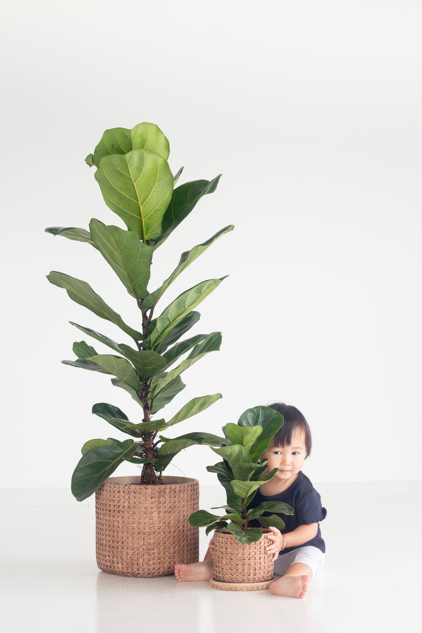 Fiddle Leaf Fig