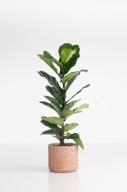 Fiddle Leaf Fig