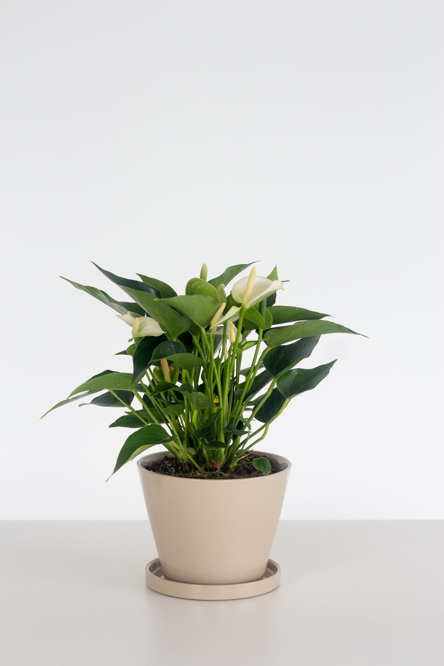 Anthurium White