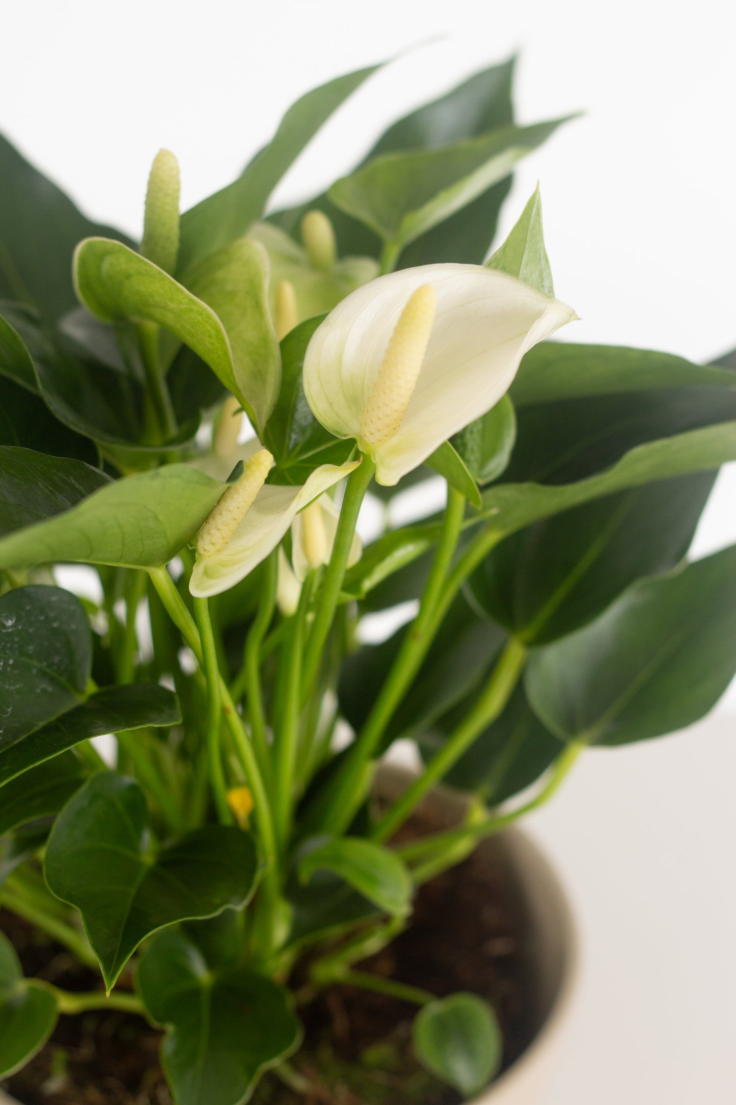 Anthurium White