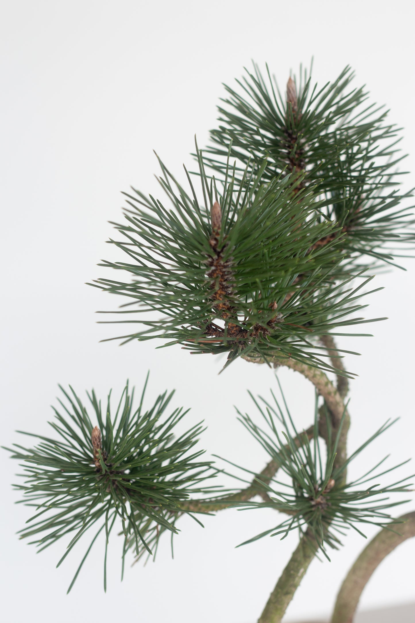 Japanese Black Pine Bonsai