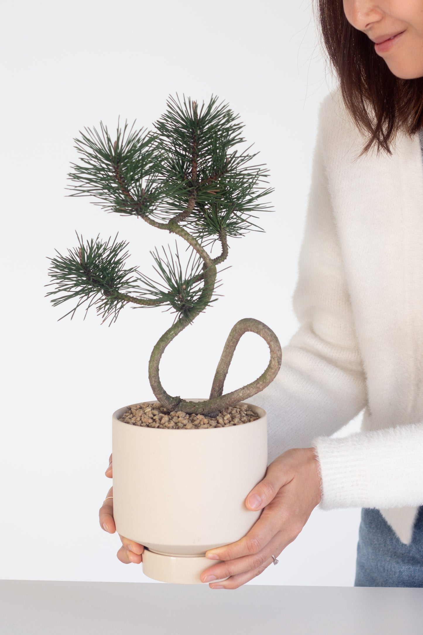 Japanese Black Pine Bonsai