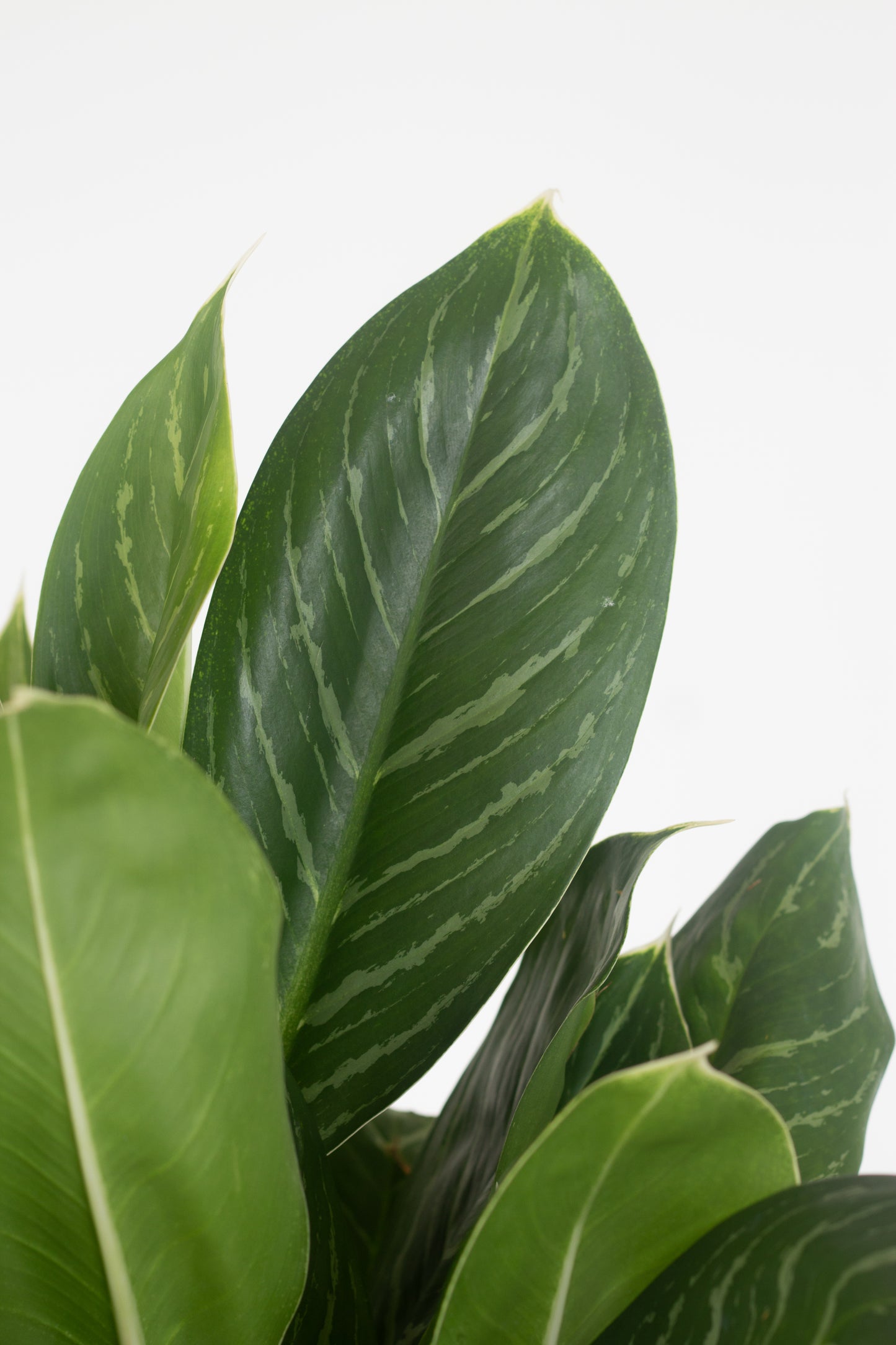 Aglaonema White Stem