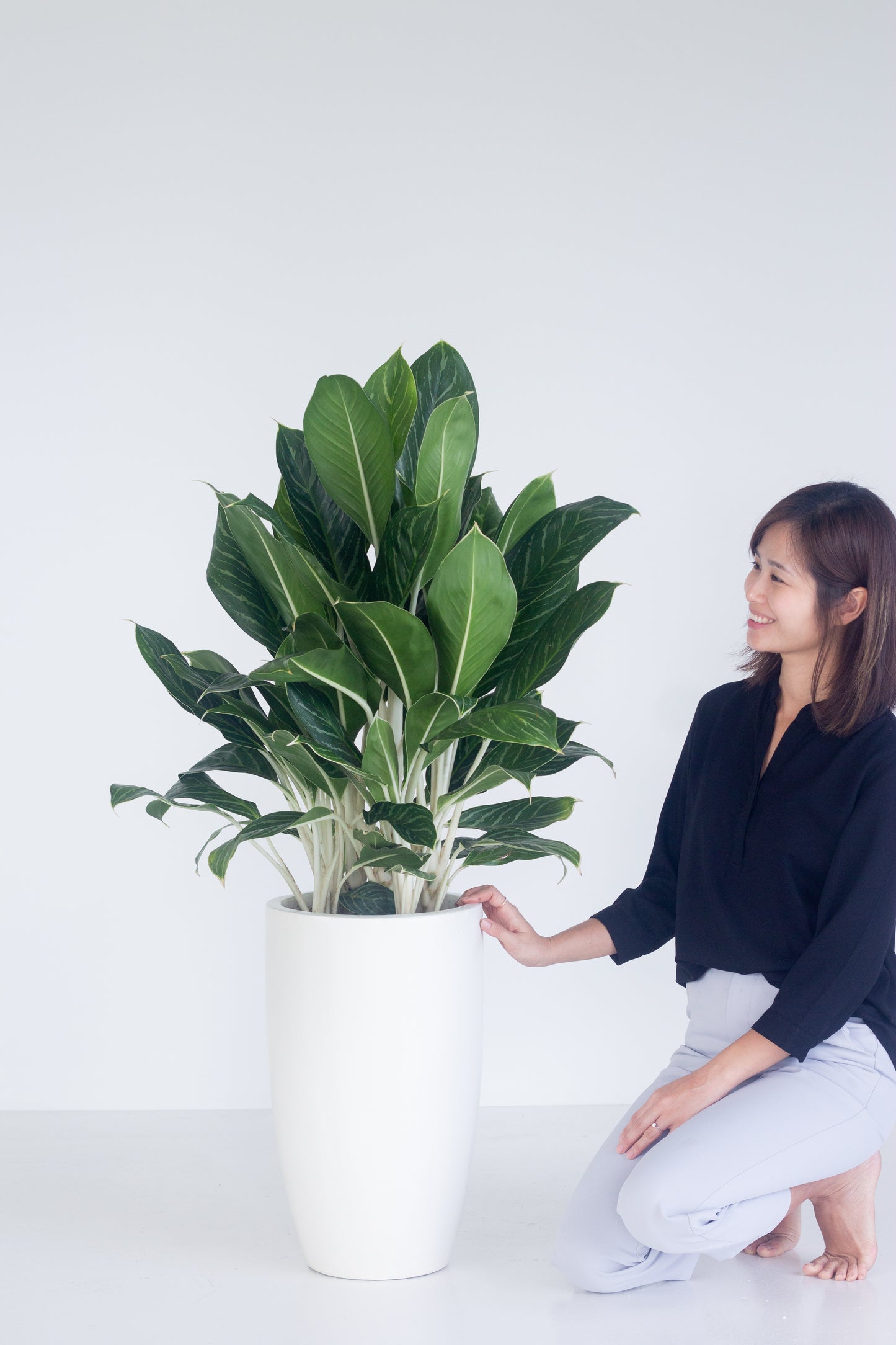 Aglaonema White Stem