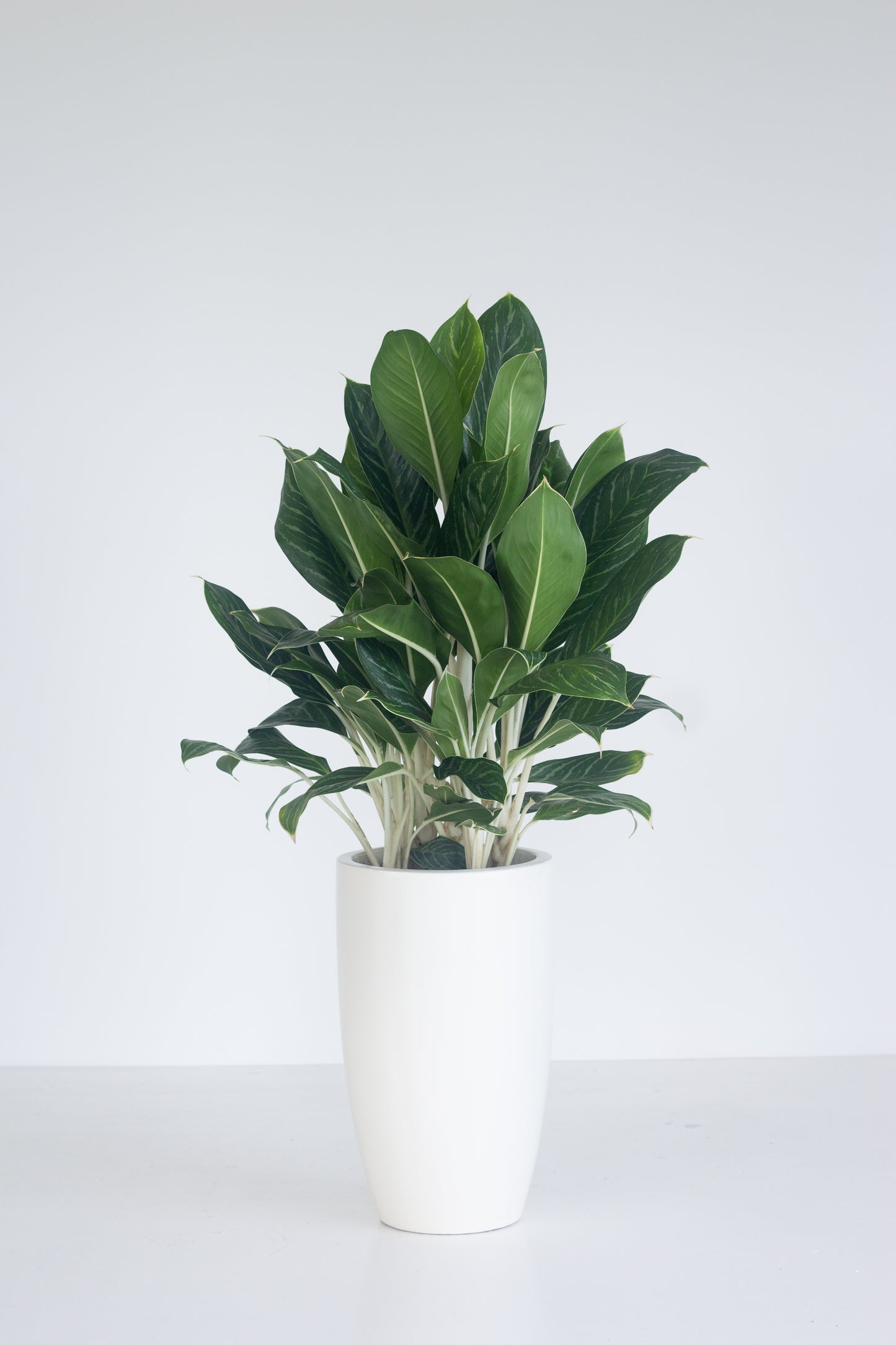 Aglaonema White Stem