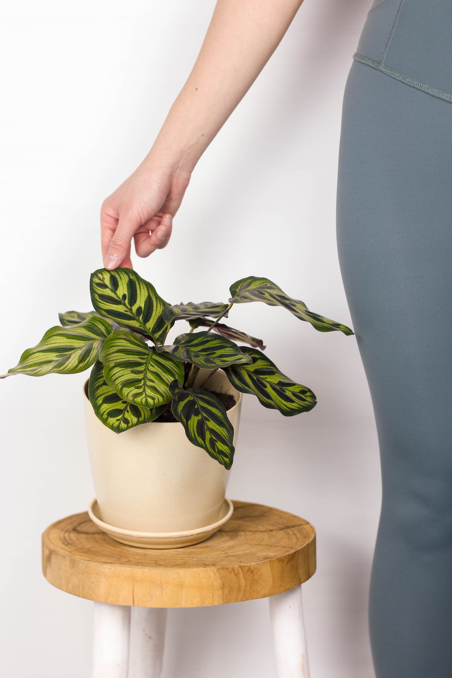 Calathea Peacock