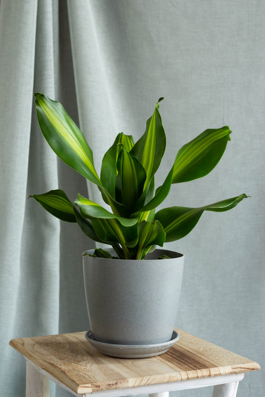 Dracaena Fragans