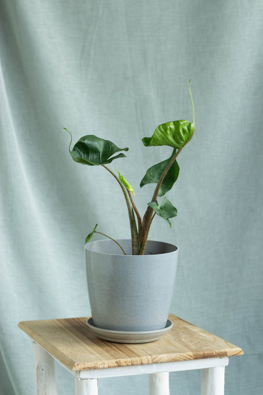 Alocasia Stingray