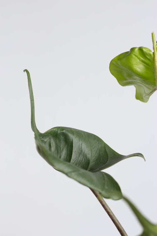 Alocasia Stingray