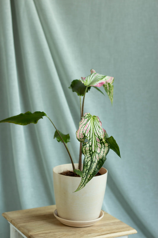 Caladium Thai Beauty