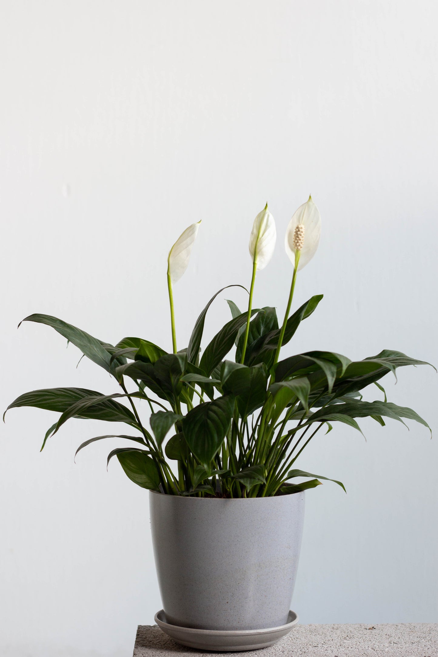 Peace Lily