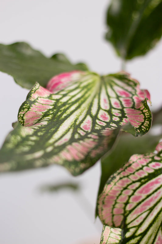 Caladium Thai Beauty