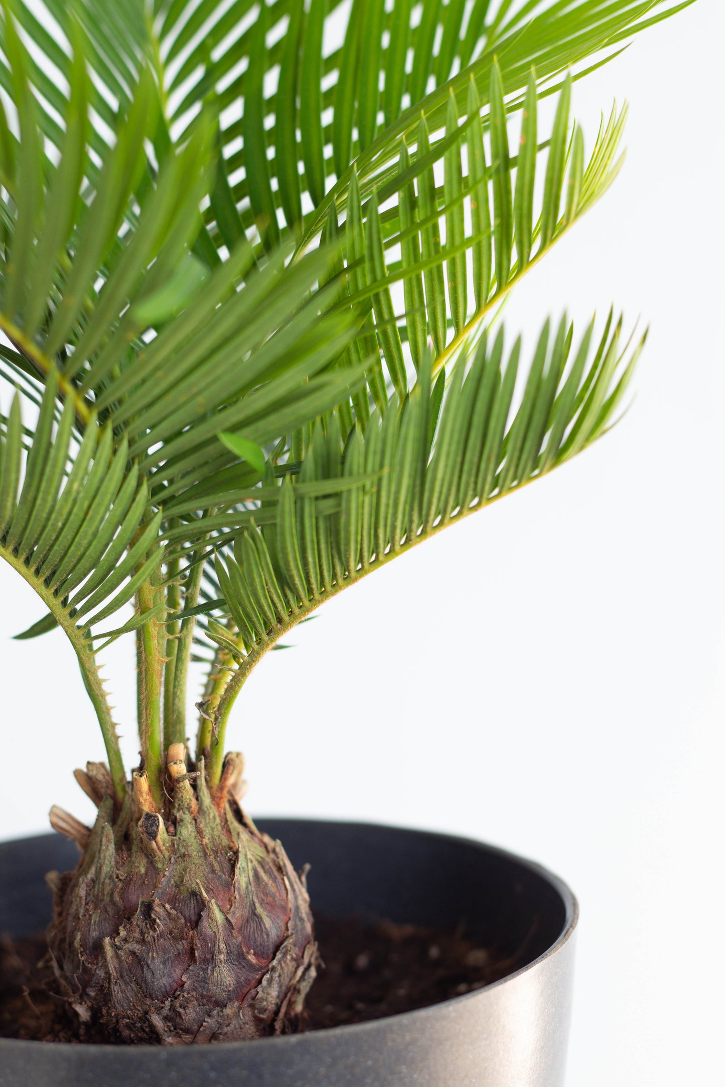 Sago Palm