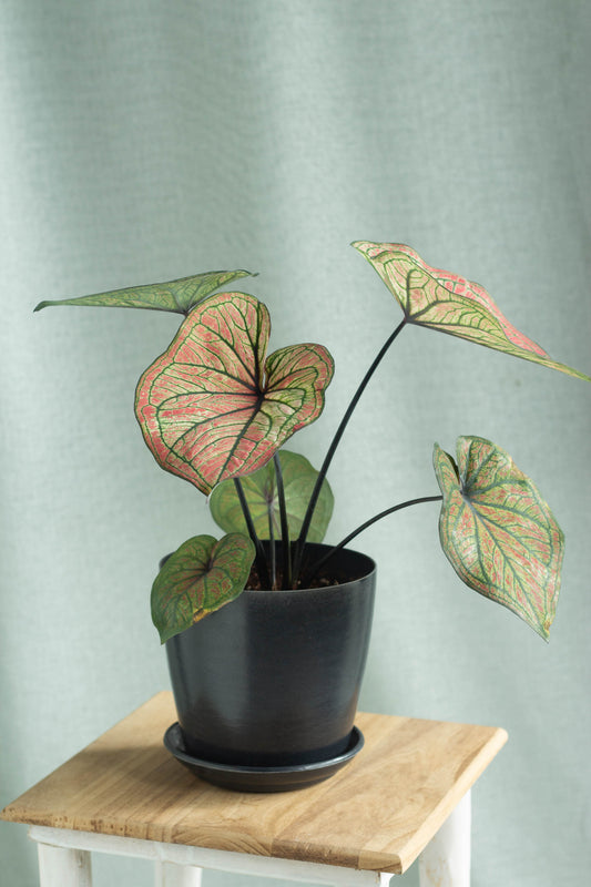 Caladium Bicolor Siam