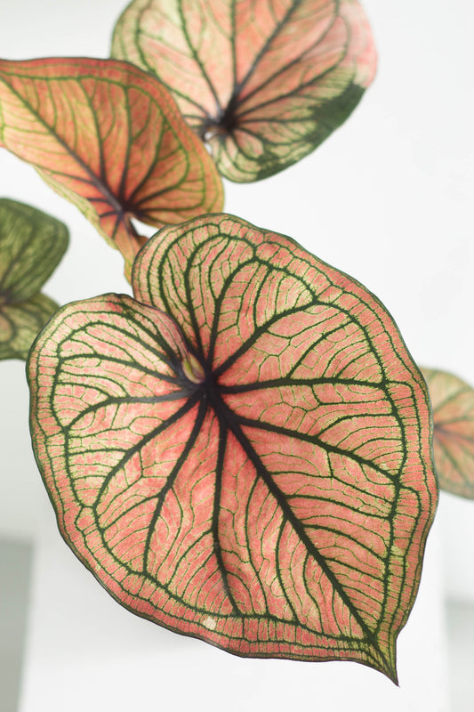 Caladium Bicolor Siam