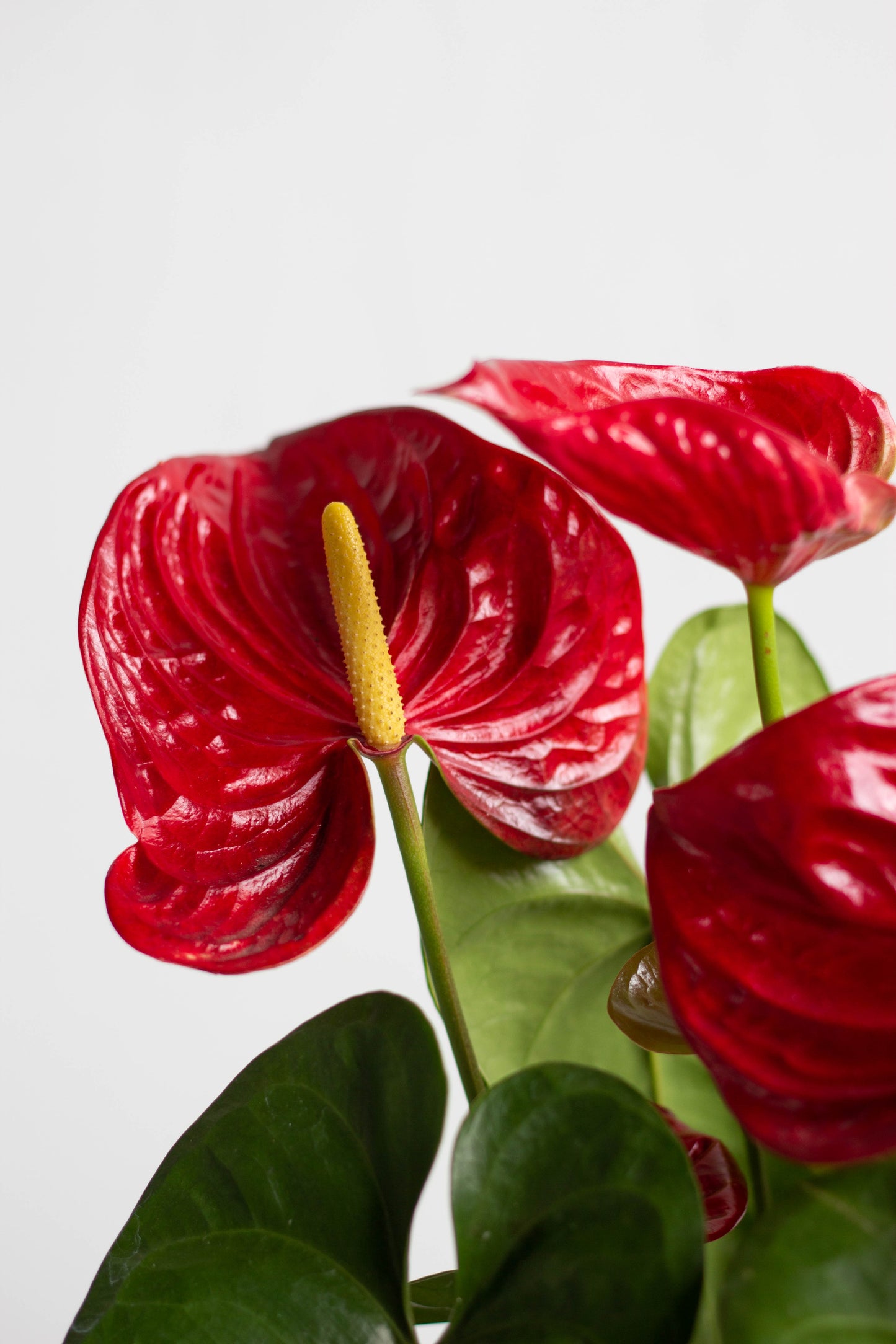 Anthurium