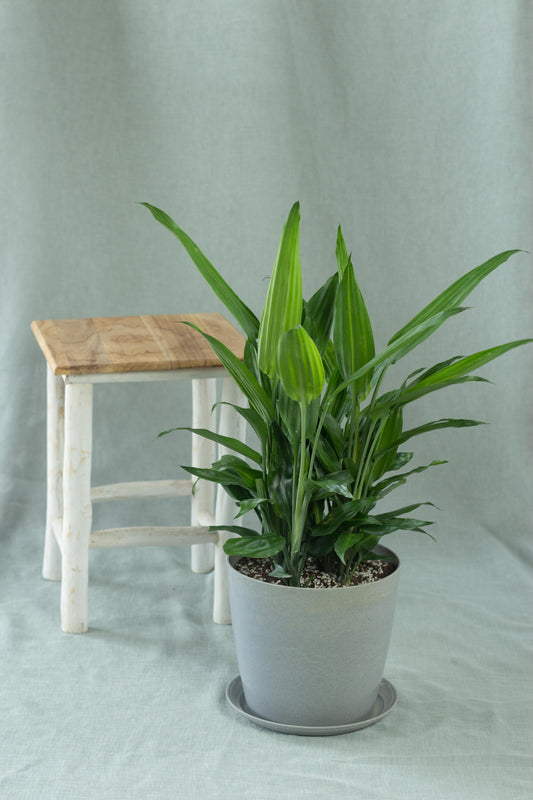 Dracaena Aubryana