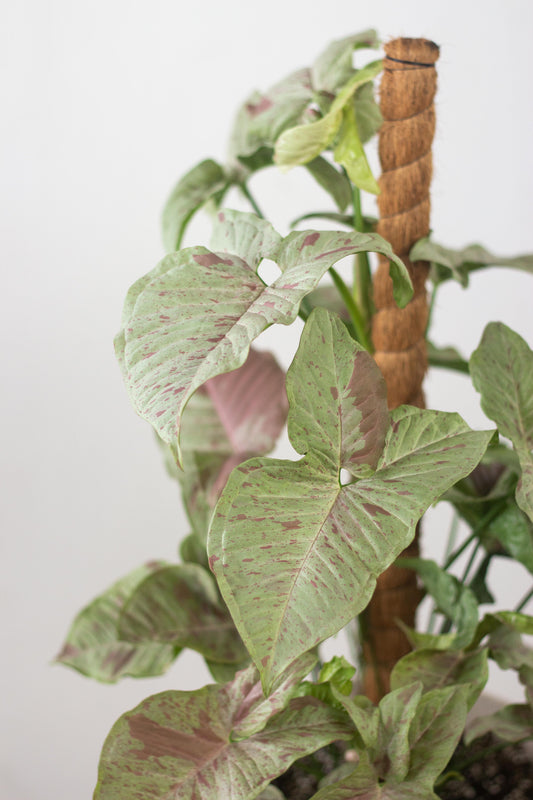 Syngonium Milk Confetti