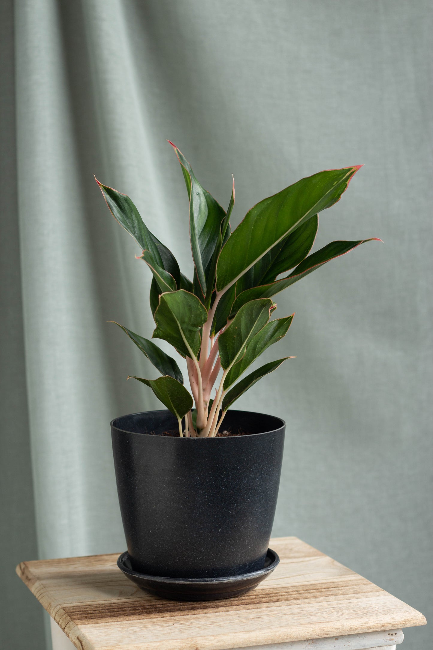 Aglaonema Sapphire Suzanne